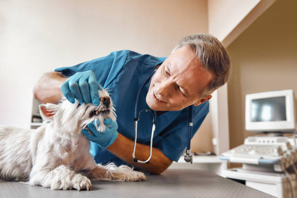 Best Emergency Tooth Extraction in Piedmont, AL